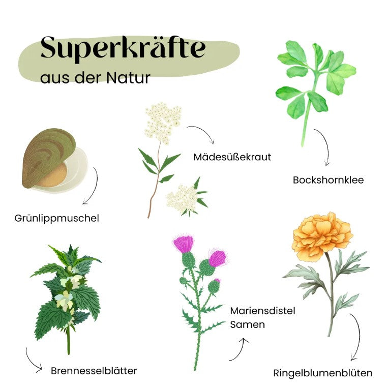 Wild&Seed Supplements Kräuter No.1 Flotte Pfote
