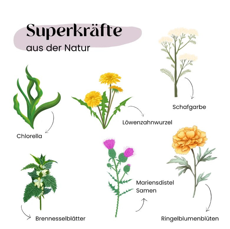 Wild&Seed Supplements Kräuter No.4 Dogtox